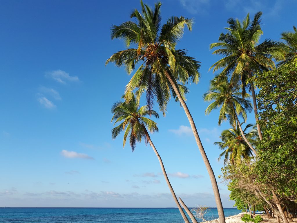 Palmen am Strand