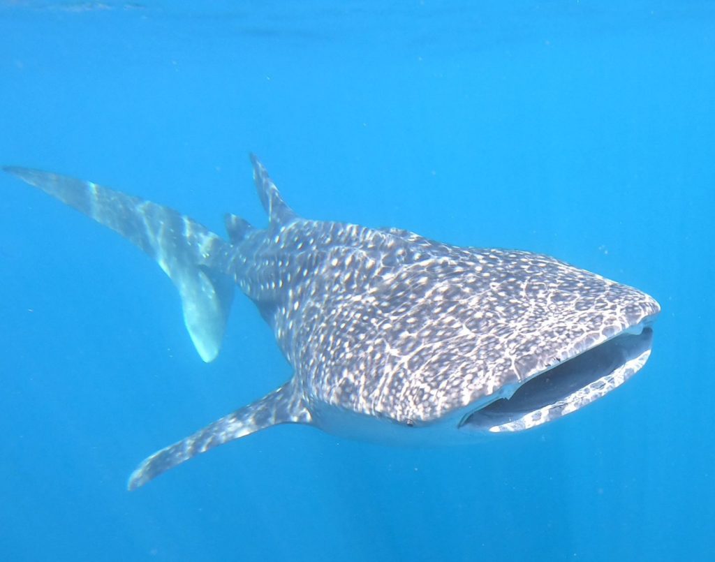 Whaleshark