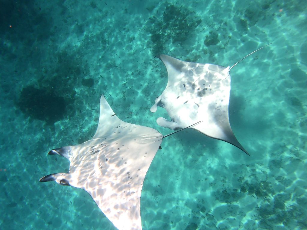 Mantas