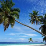 maldives, palm tree, beach, nature, paradise, filetheyo
