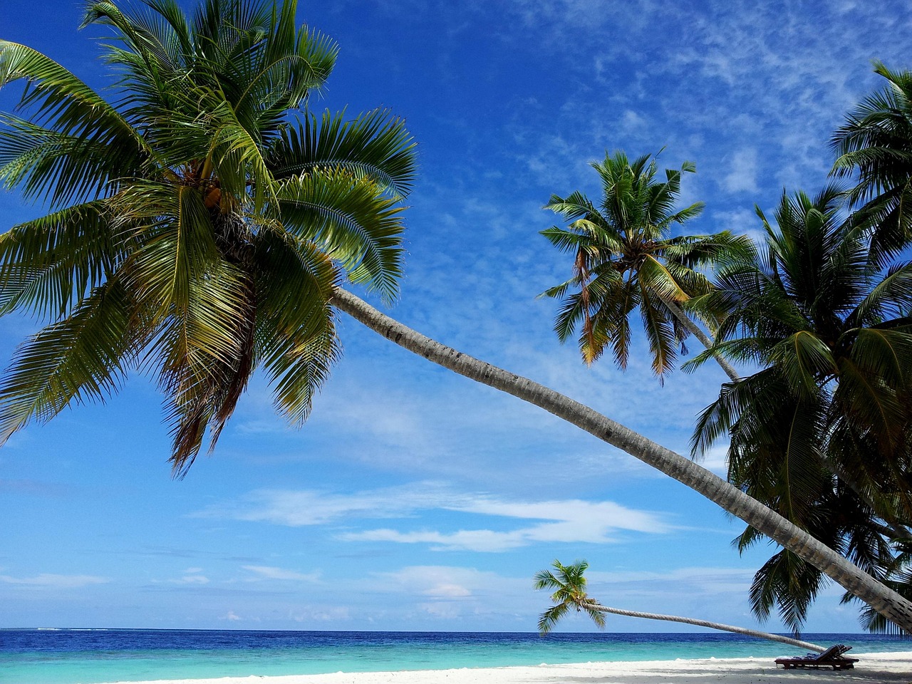 maldives, palm tree, beach, nature, paradise, filetheyo