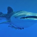 Close-up image of a whale shark swimming gracefully underwater, showcasing its distinct patterns and size.
