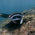 Explore the majestic beauty of a giant manta ray gliding over a vibrant coral reef in the ocean's depths.